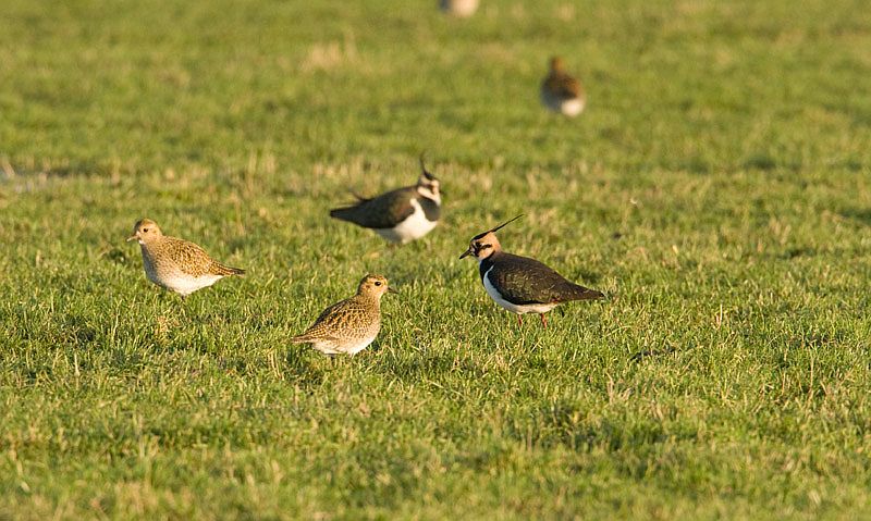 Pluvialis apricaria Goudplevier Eur. Golden Plover